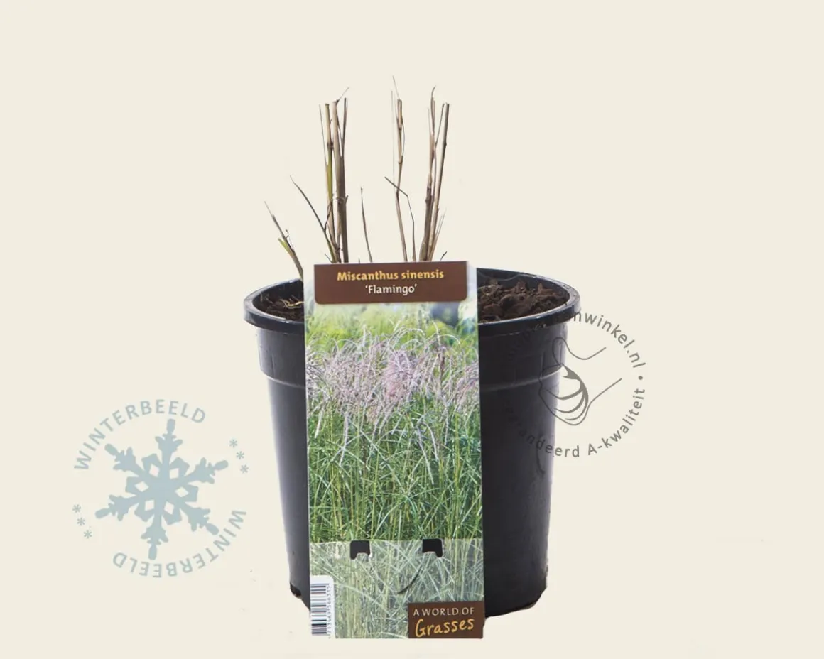 Miscanthus sinensis 'Flamingo'