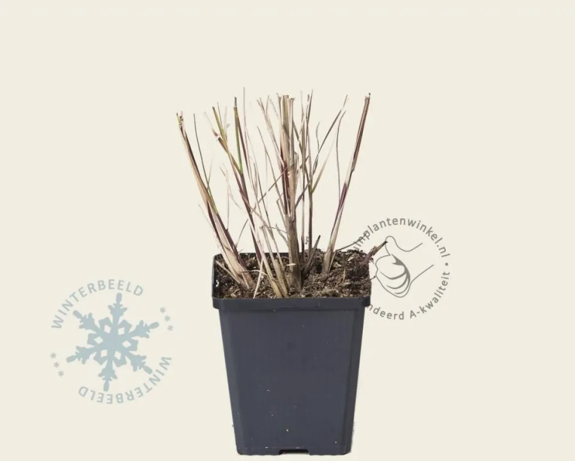 Miscanthus sinensis 'Flamingo'