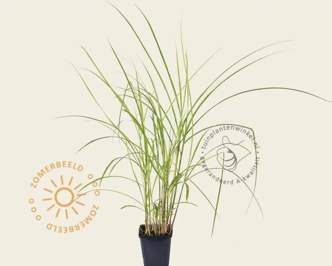 Miscanthus sinensis 'Flamingo'
