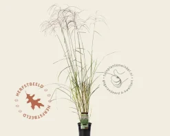 Miscanthus sinensis 'Flamingo'