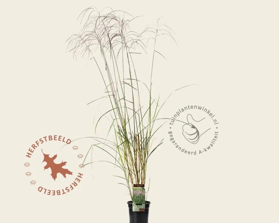 Miscanthus sinensis 'Flamingo'