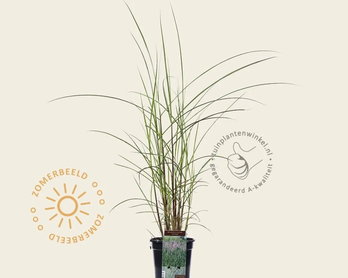 Miscanthus sinensis 'Flamingo'