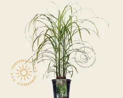 Miscanthus sinensis 'Ghana'