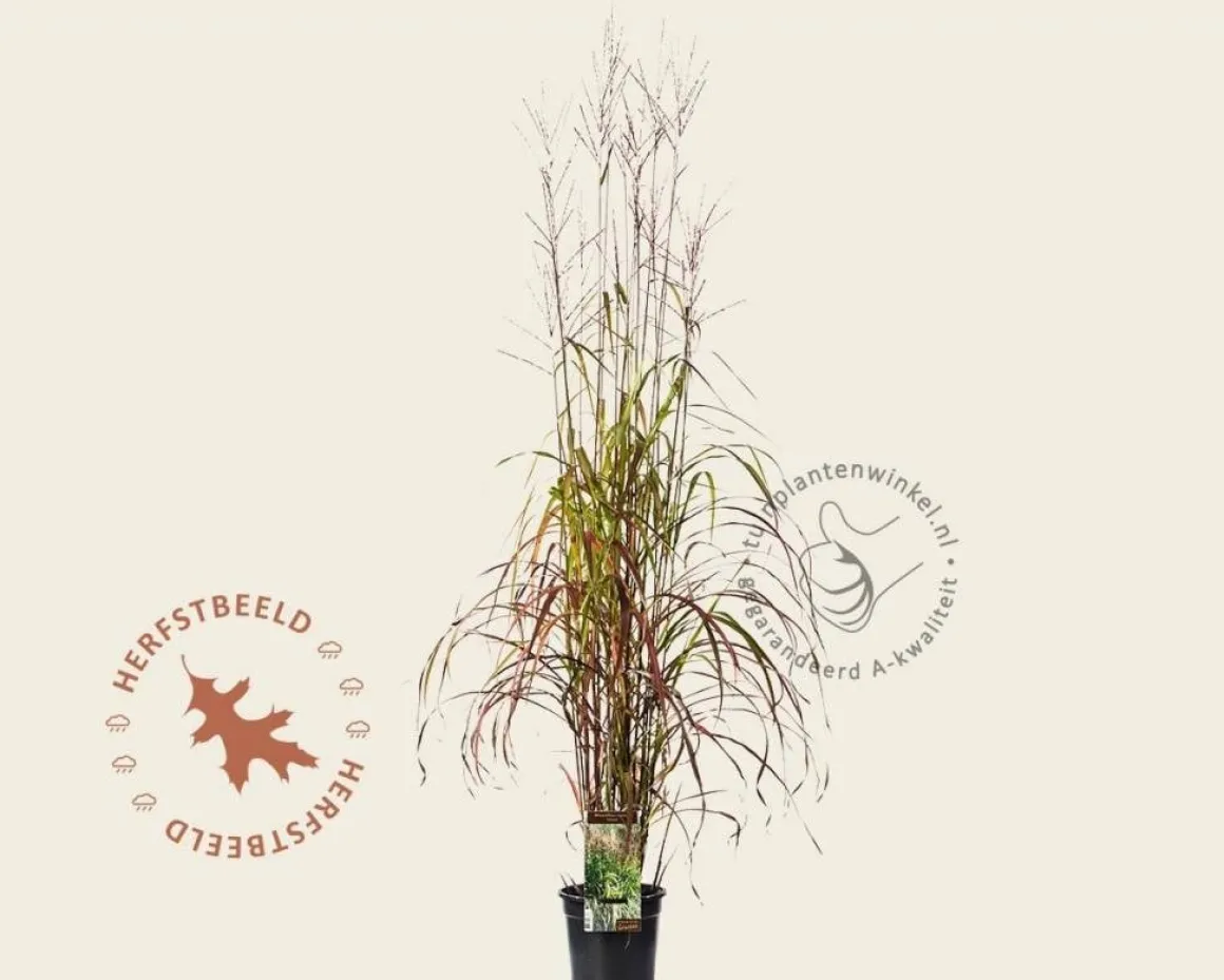 Miscanthus sinensis 'Ghana'