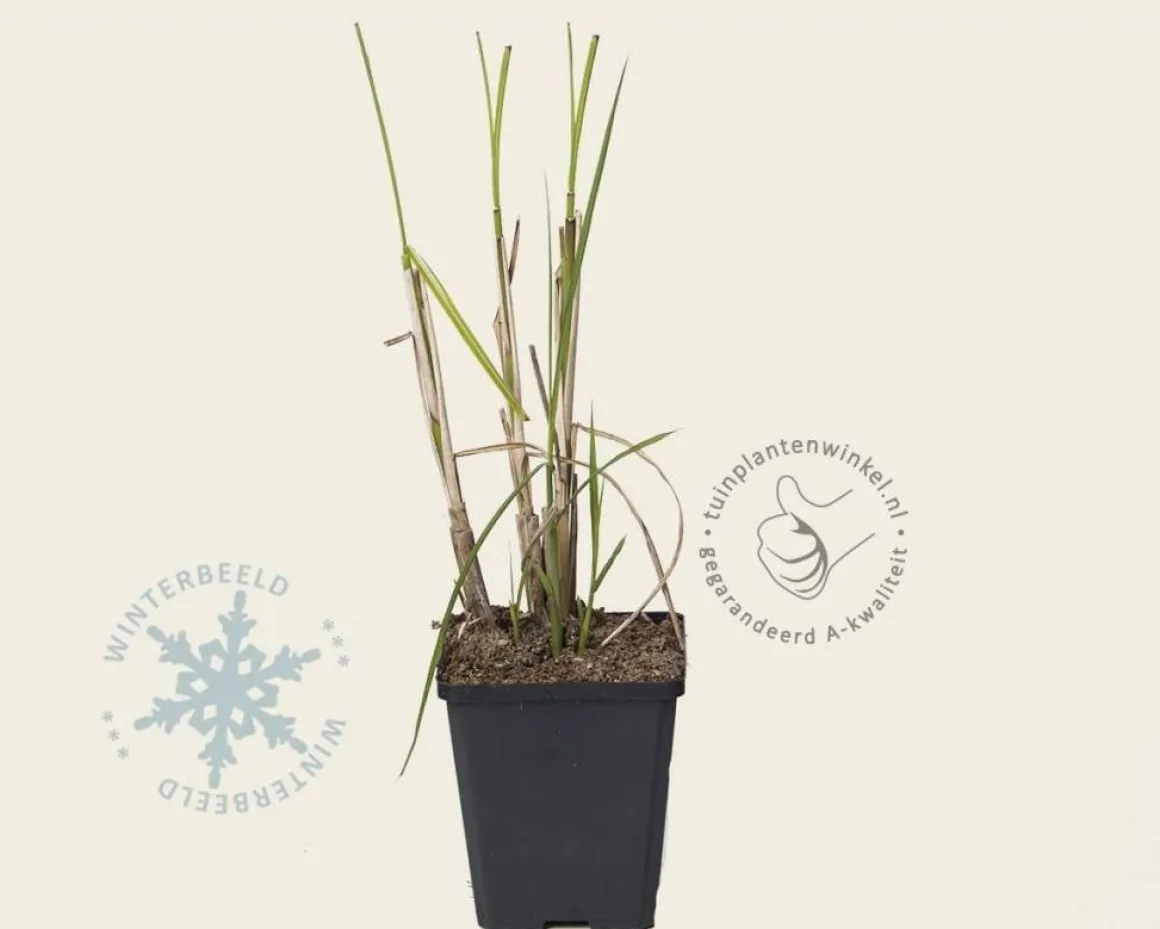 Miscanthus sinensis 'Gracillimus'