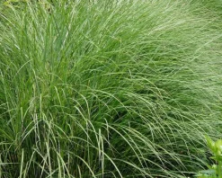 Miscanthus sinensis 'Gracillimus'