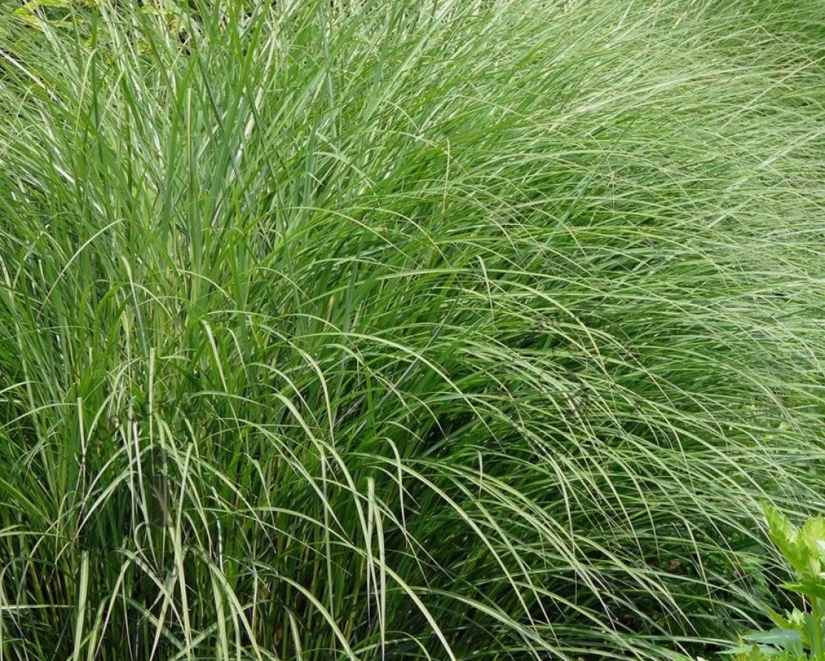 Miscanthus sinensis 'Gracillimus'