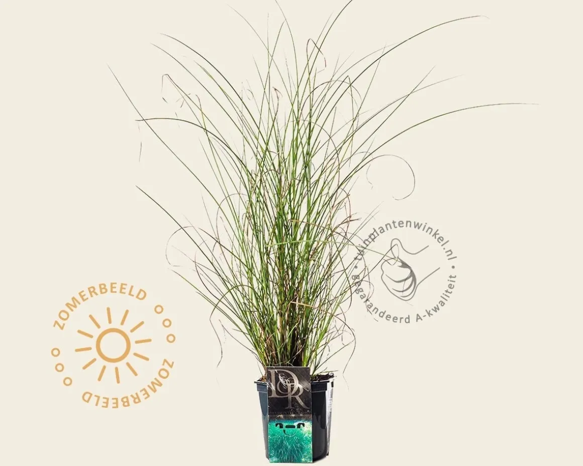 Miscanthus sinensis 'Gracillimus'