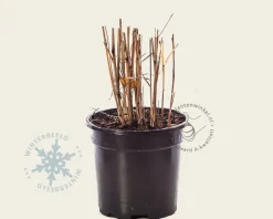 Miscanthus sinensis 'Gracillimus'