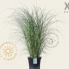 Miscanthus sinensis 'Gracillimus' - XL