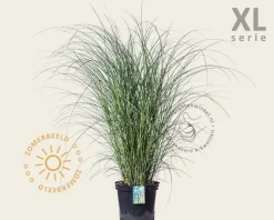 Miscanthus sinensis 'Gracillimus' - XL