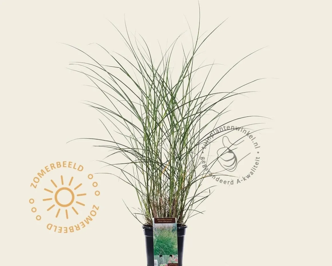 Miscanthus sinensis 'Kleine Silberspinne'