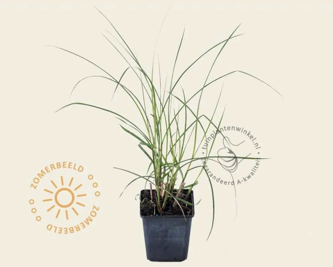 Miscanthus sinensis 'Kleine Silberspinne'