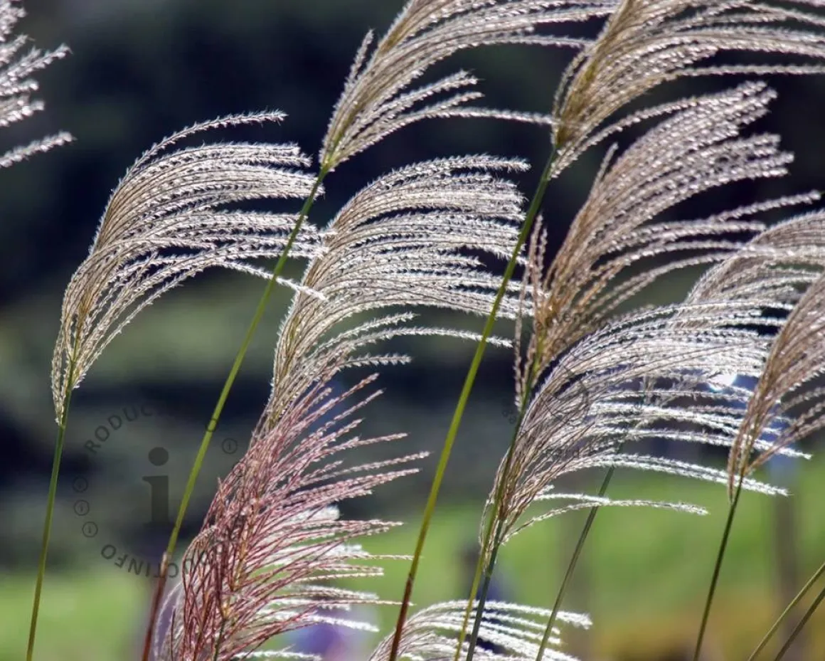 Miscanthus sinensis 'Kleine Silberspinne'