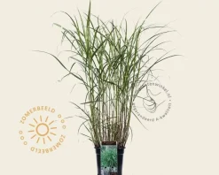 Miscanthus sinensis 'Little Zebra'