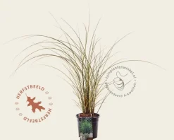 Miscanthus sinensis 'Morning Light'