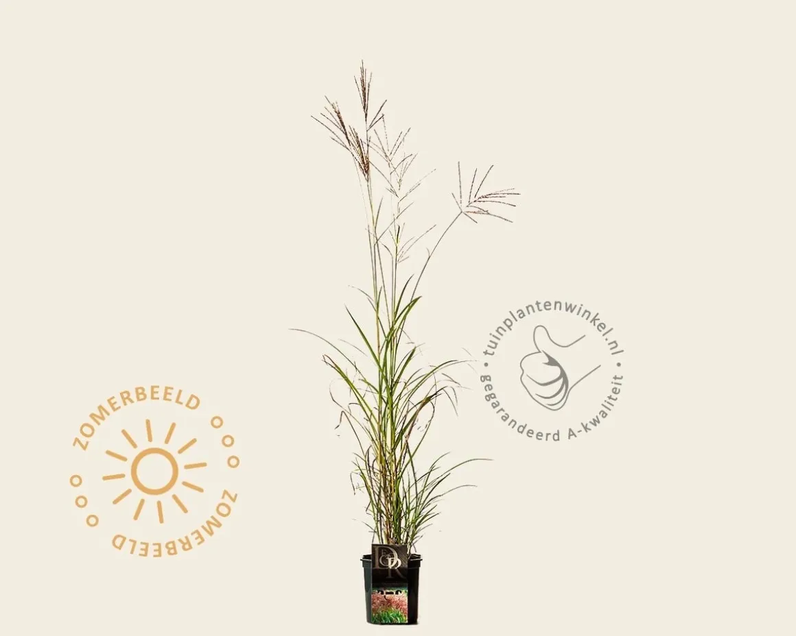 Miscanthus sinensis 'Red Chief'