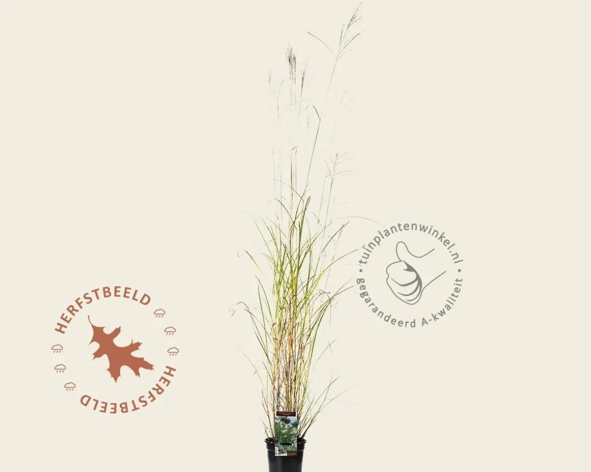 Miscanthus sinensis 'Silberfeder'