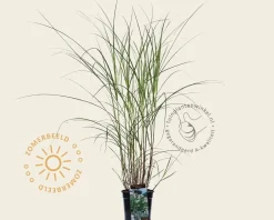 Miscanthus sinensis 'Silberfeder'