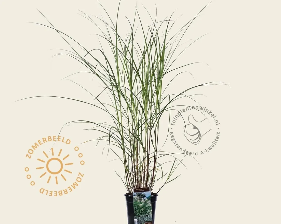 Miscanthus sinensis 'Silberfeder'