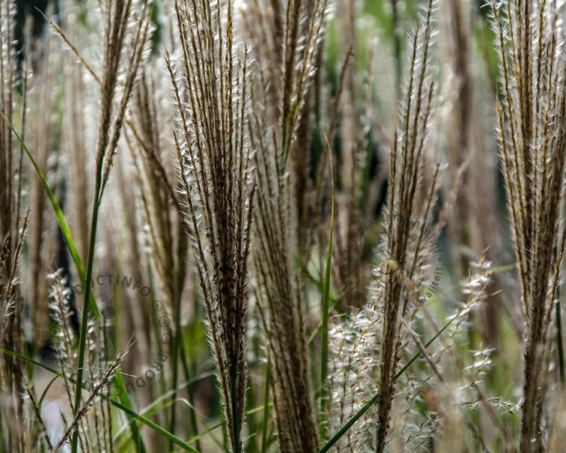 Miscanthus sinensis 'Silberfeder'