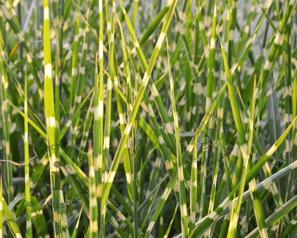Miscanthus sinensis 'Strictus'