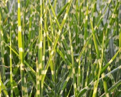 Miscanthus sinensis 'Strictus' - XL