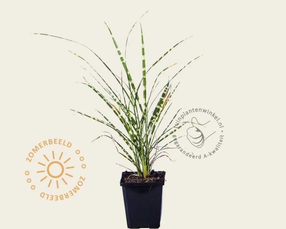 Miscanthus sinensis 'Zebrinus'
