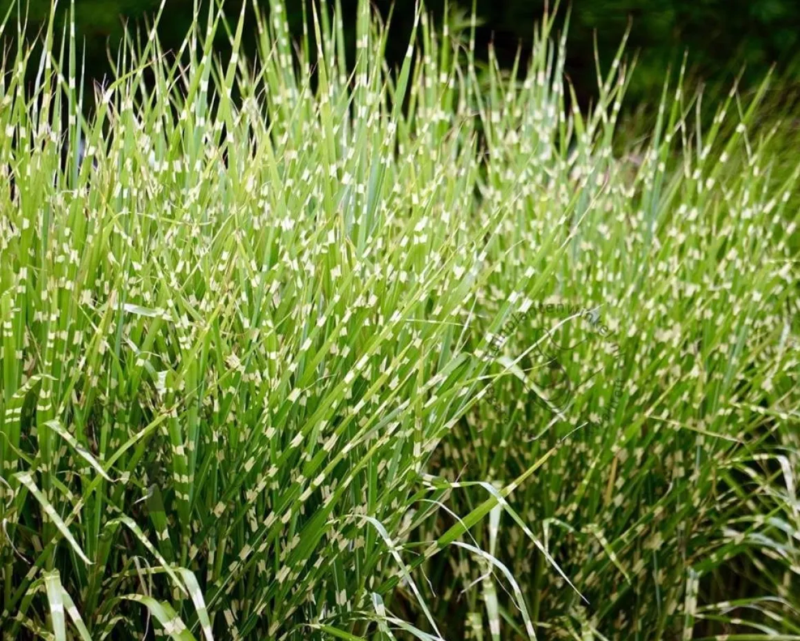Miscanthus sinensis 'Zebrinus'
