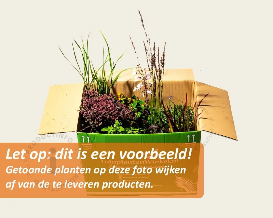 Mix borderpakket Cottage Mix - Paars-Roze-Wit