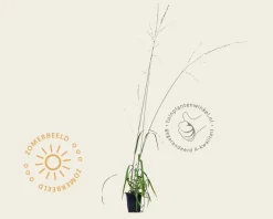 Molinia arundinacea 'Karl Foerster'