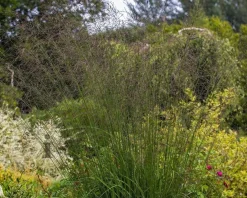 Molinia arundinacea 'Karl Foerster'