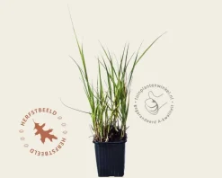 Molinia arundinacea 'Karl Foerster'