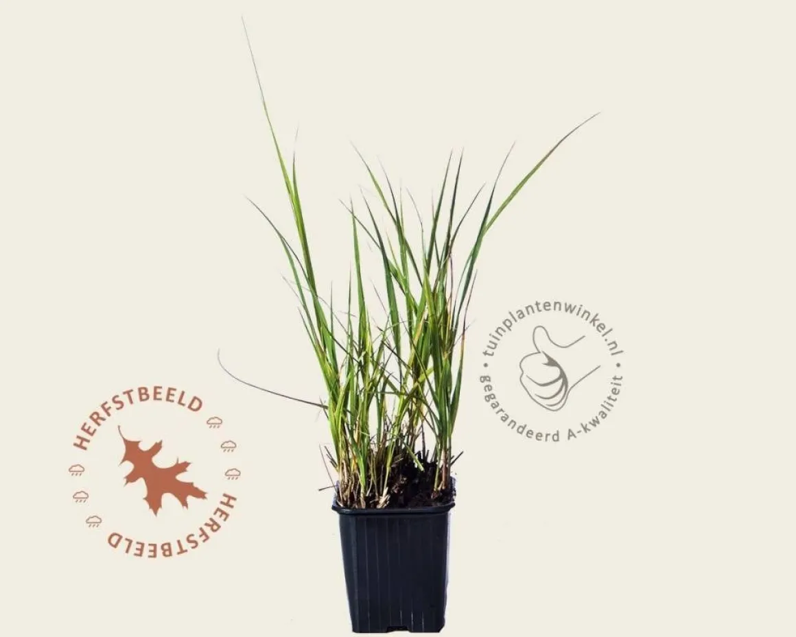 Molinia arundinacea 'Karl Foerster'