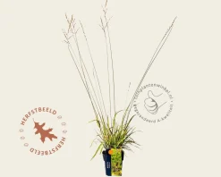 Molinia arundinacea 'Mostenveld'