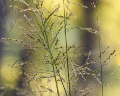 Molinia arundinacea 'Witches Broom'