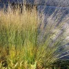 Molinia caerulea 'Heidebraut'