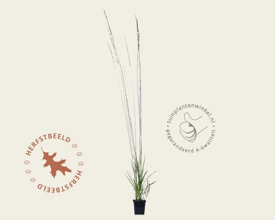 Molinia caerulea 'Heidebraut'
