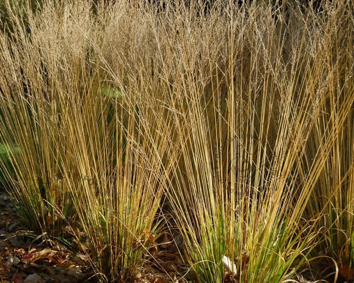 Molinia caerulea 'Heidezwerg'