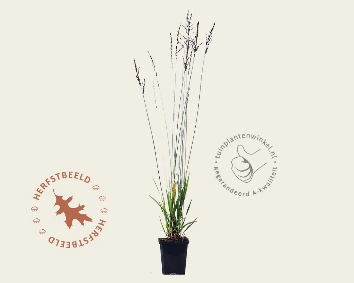 Molinia caerulea 'Heidezwerg'