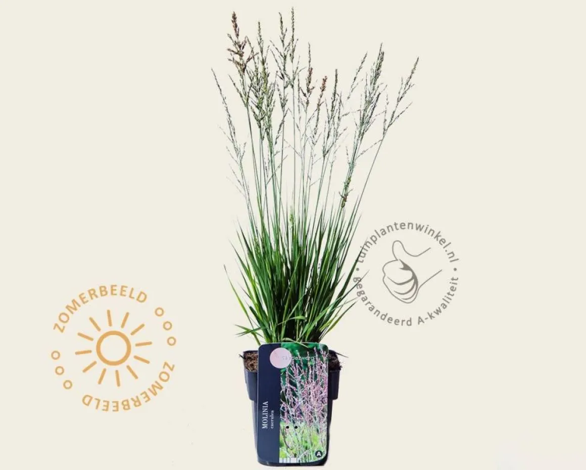 Molinia caerulea 'Heidezwerg'