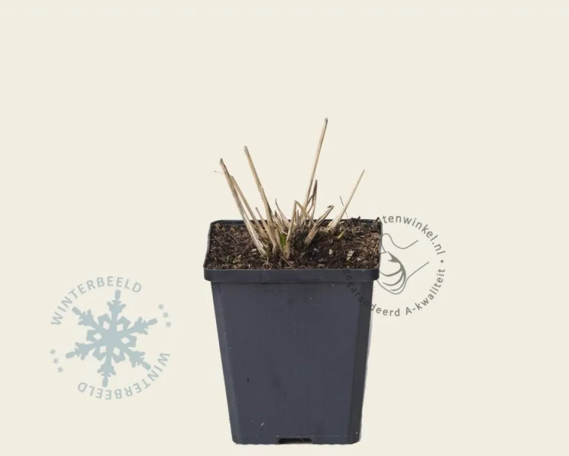 Molinia caerulea 'Moorhexe'
