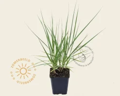 Molinia caerulea 'Moorhexe'