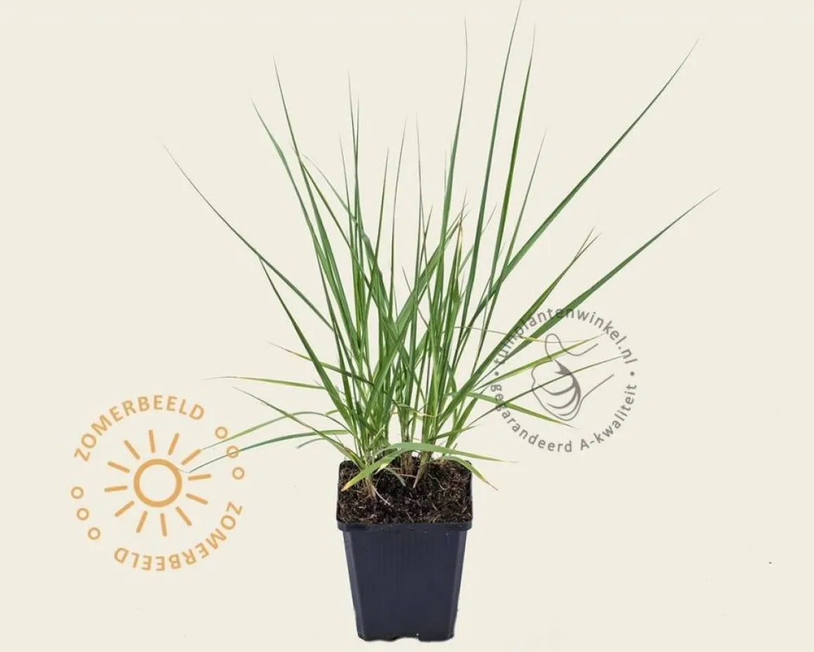 Molinia caerulea 'Moorhexe'