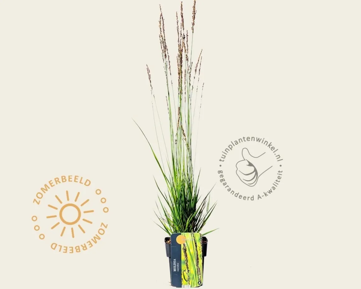 Molinia caerulea 'Moorhexe'