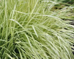 Molinia caerulea 'Variegata'