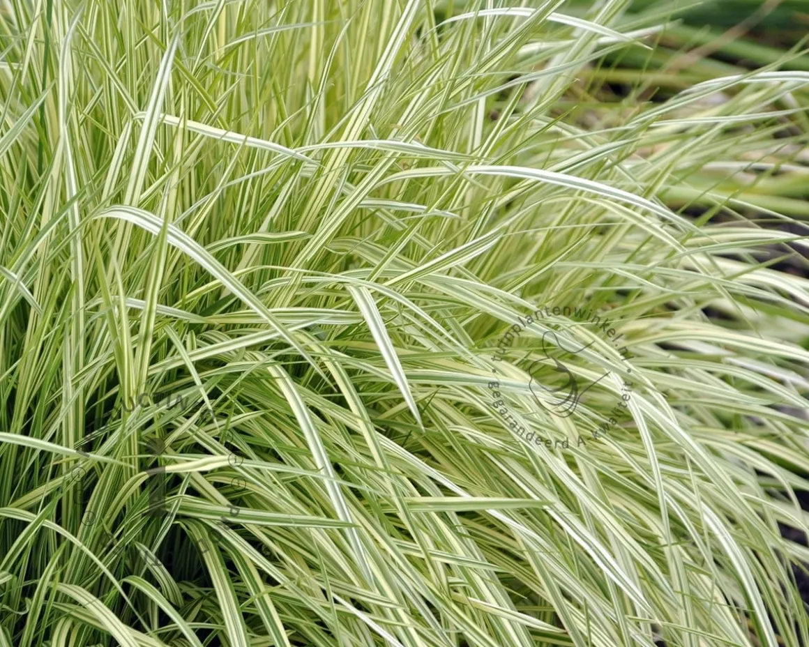 Molinia caerulea 'Variegata'