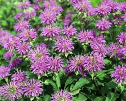 Monarda 'Prairienacht'