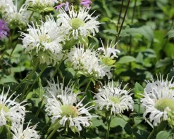 Monarda 'Schneewittchen'