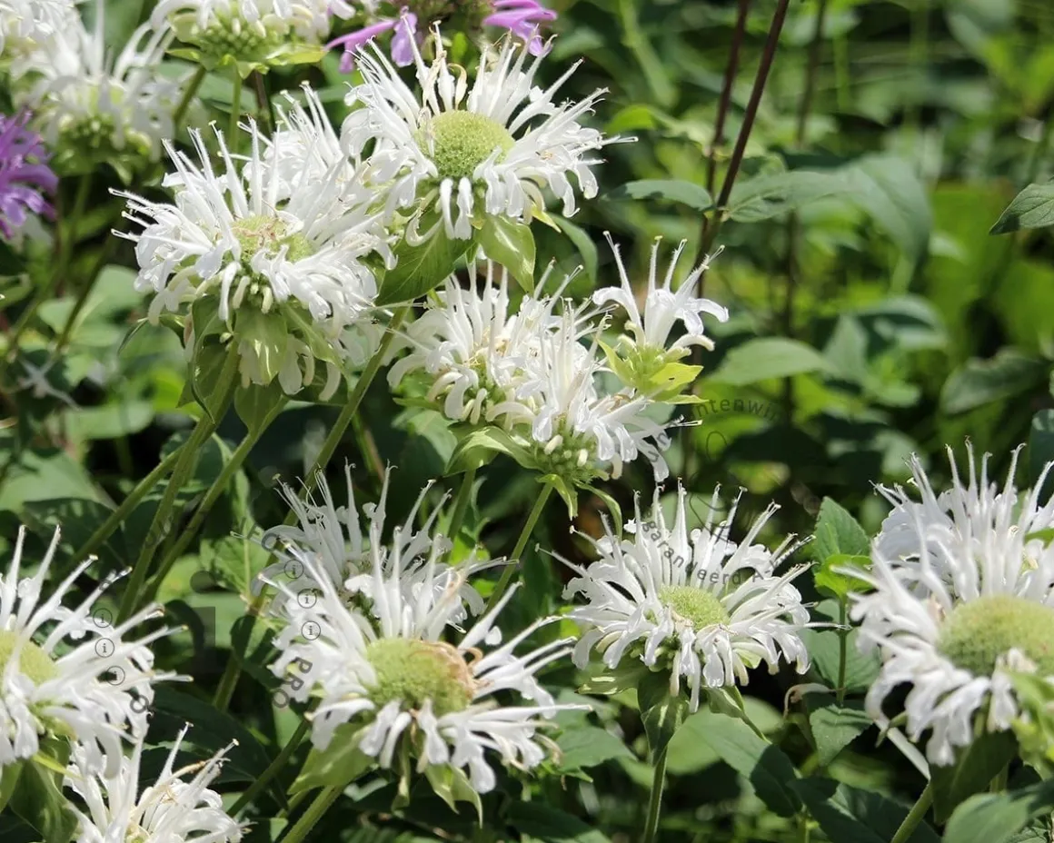 Monarda 'Schneewittchen'
